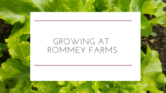 Growing in the Winter at Rommey Farms