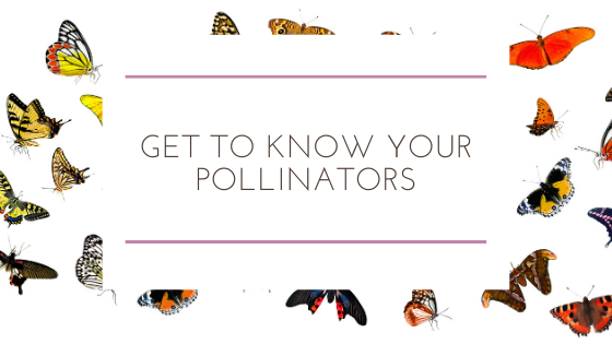 Get To Know Your Pollinators