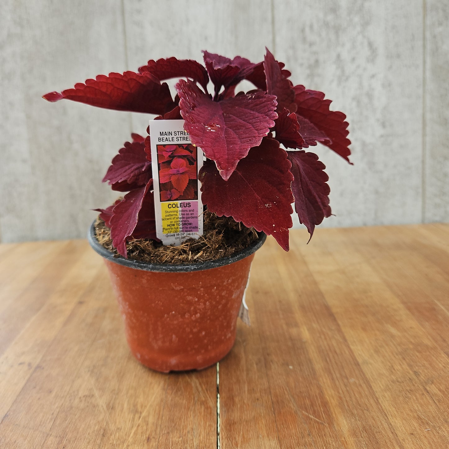 Coleus Main Street Beale Garden Transplant