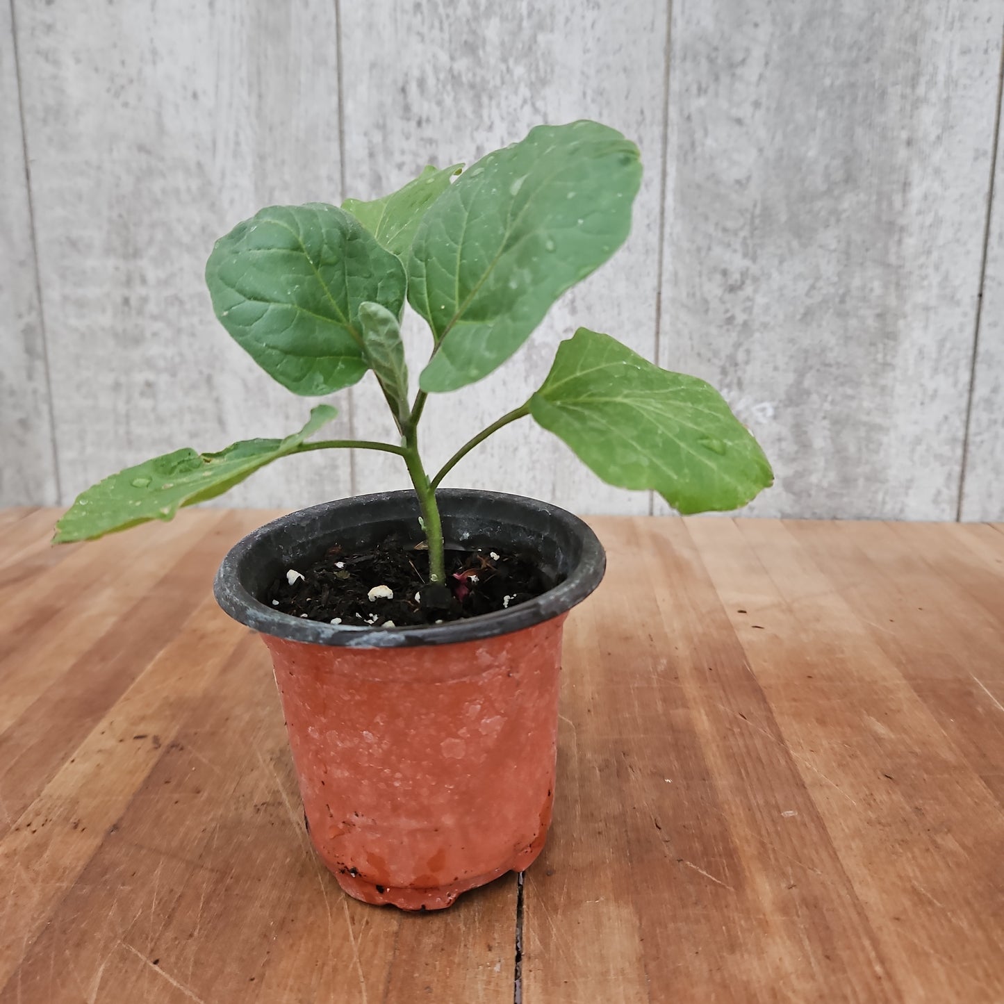 Eggplant Black Beauty Garden Transplant