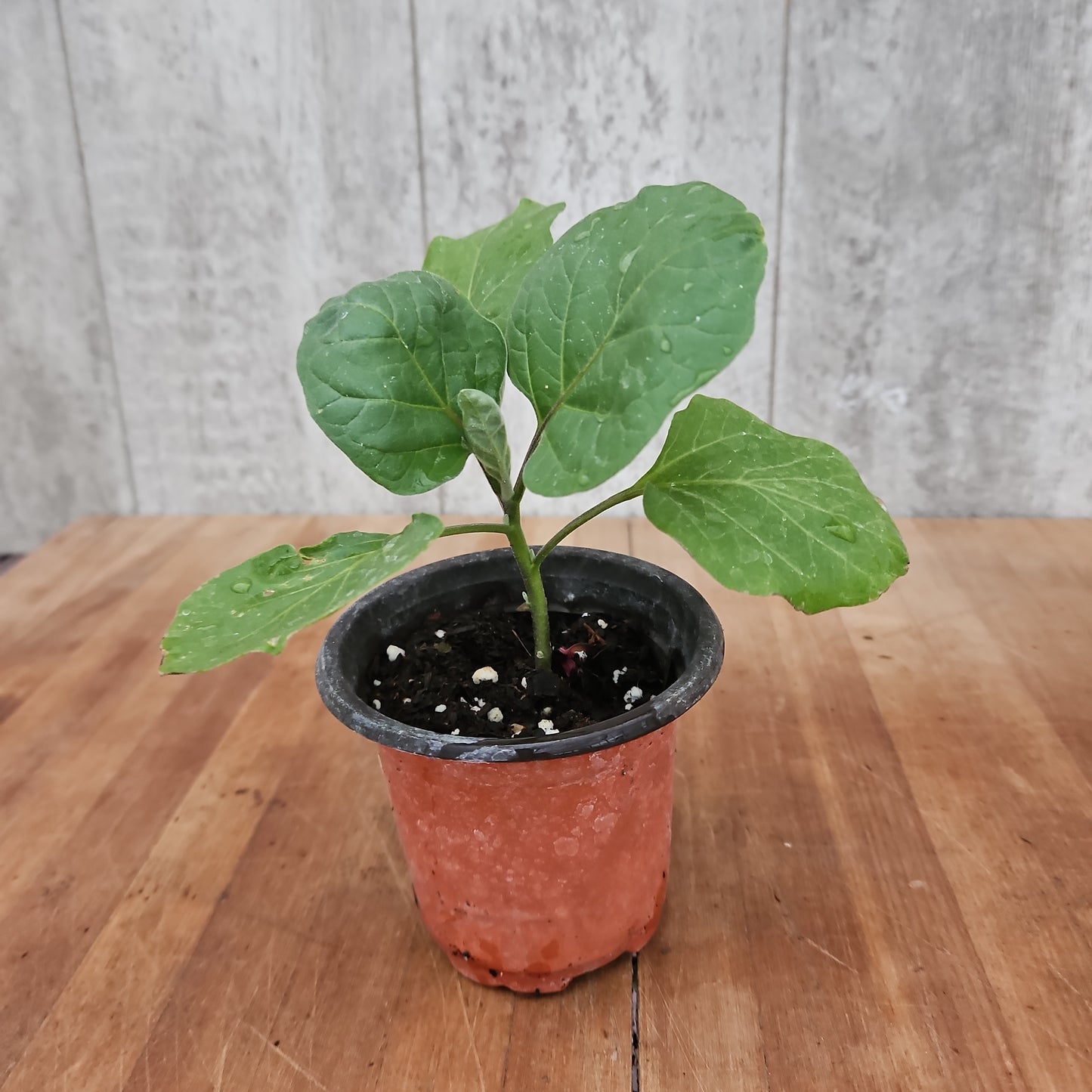 Eggplant Black Beauty Garden Transplant
