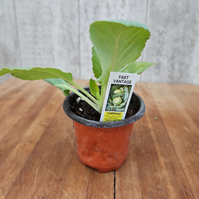 Cabbage Fast Vantage Garden Transplant