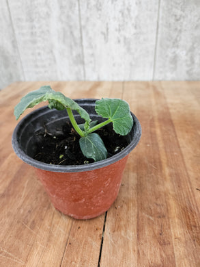 Cucumber-Diva Burpless Garden Transplant