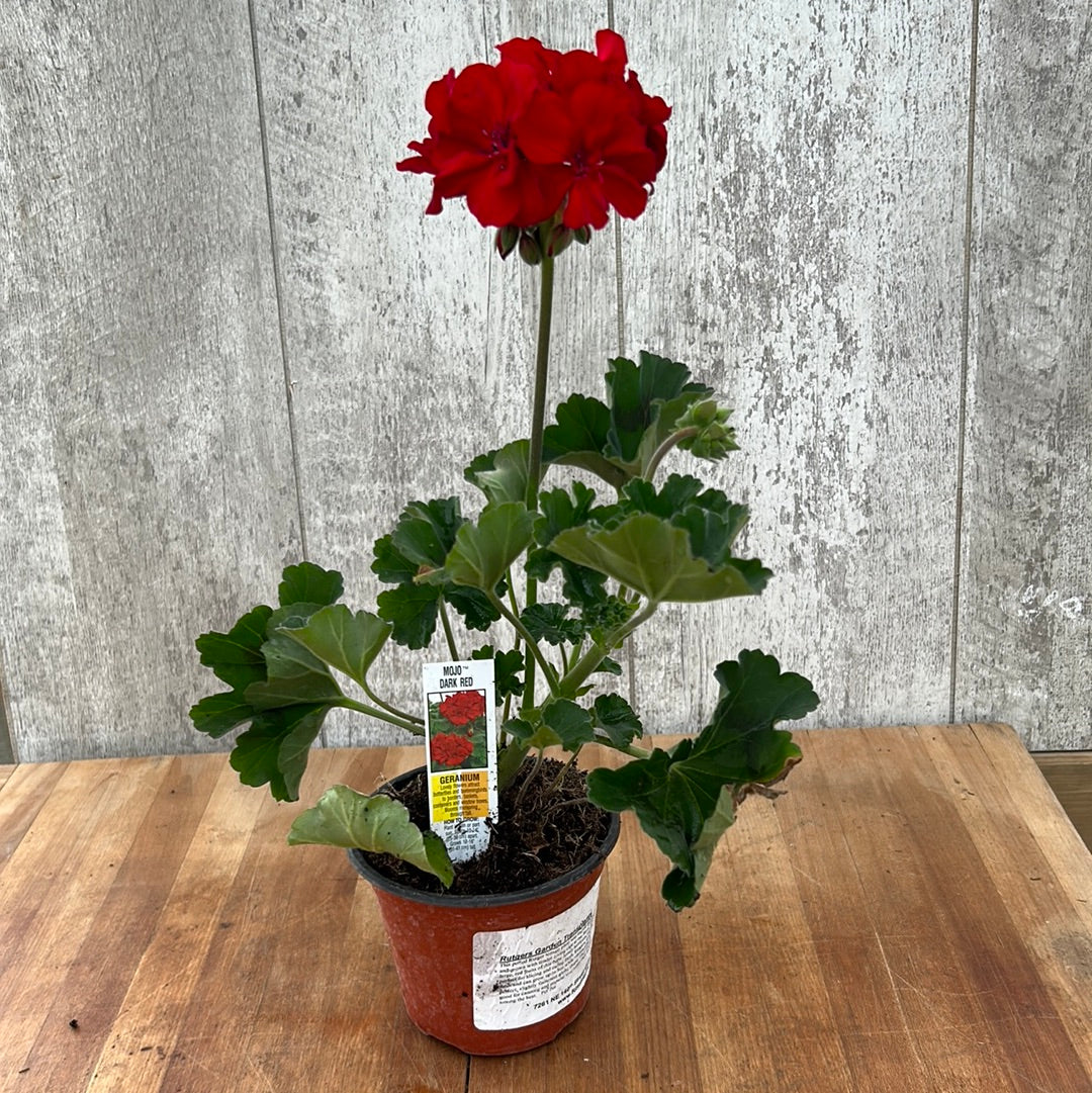 Red Geranium Garden Transplant