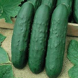 Cucumber Eureka Garden Transplant
