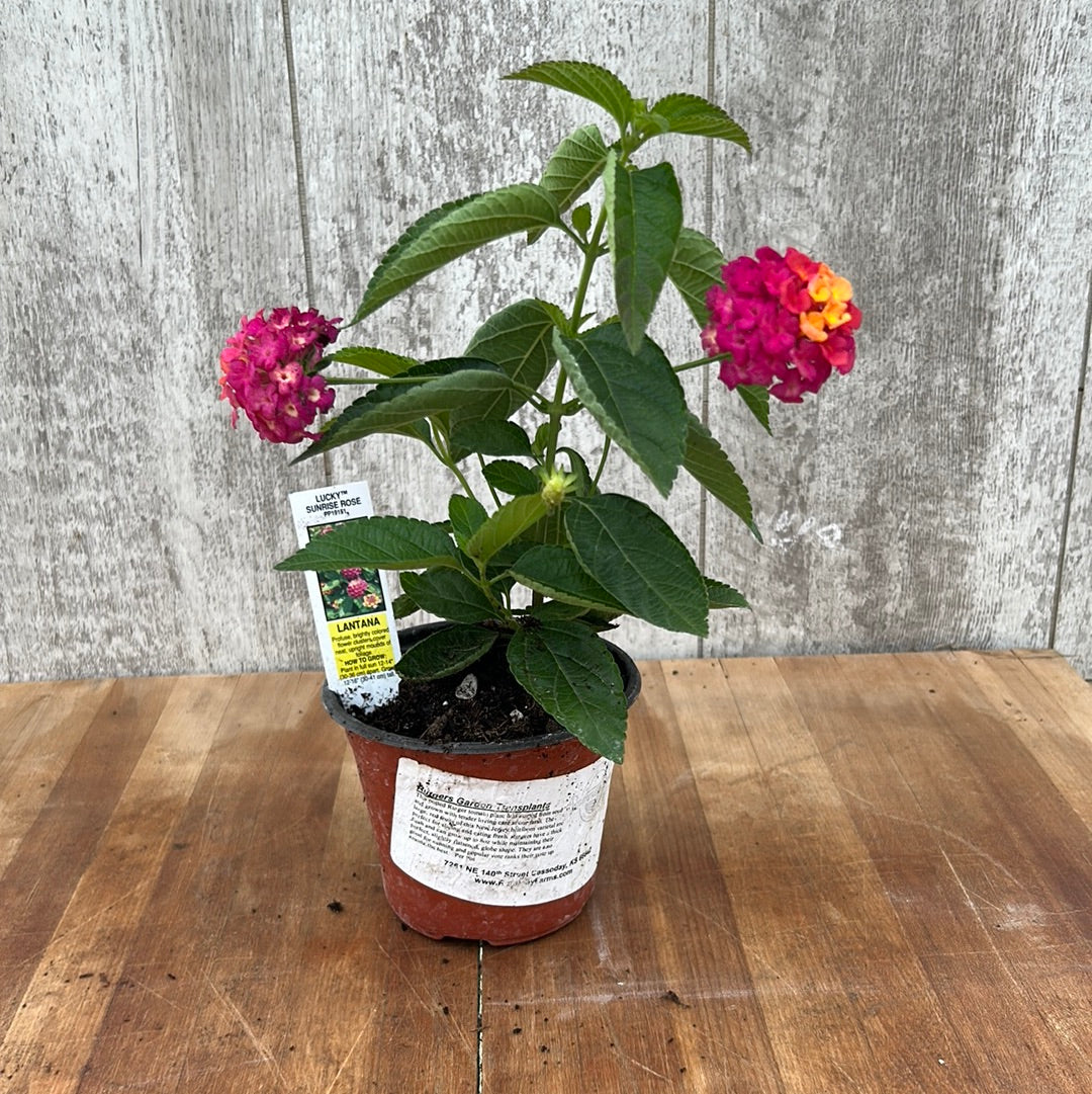Lantana Sunrise Garden Transplant