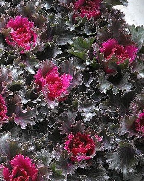Flowering Kale Crystal Deep Red Garden Transplant