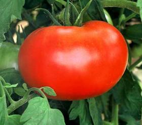 Big Boy Tomato Garden Transplant