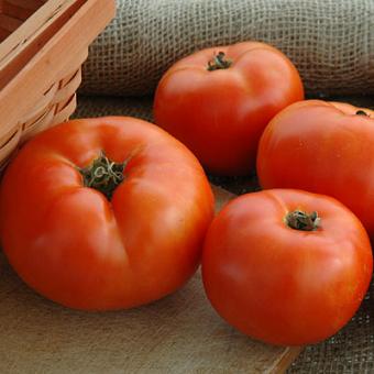 Primo Red Tomato Garden Transplant