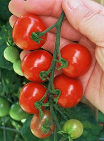 Tiny Tim Tomatoes Garden Transplant