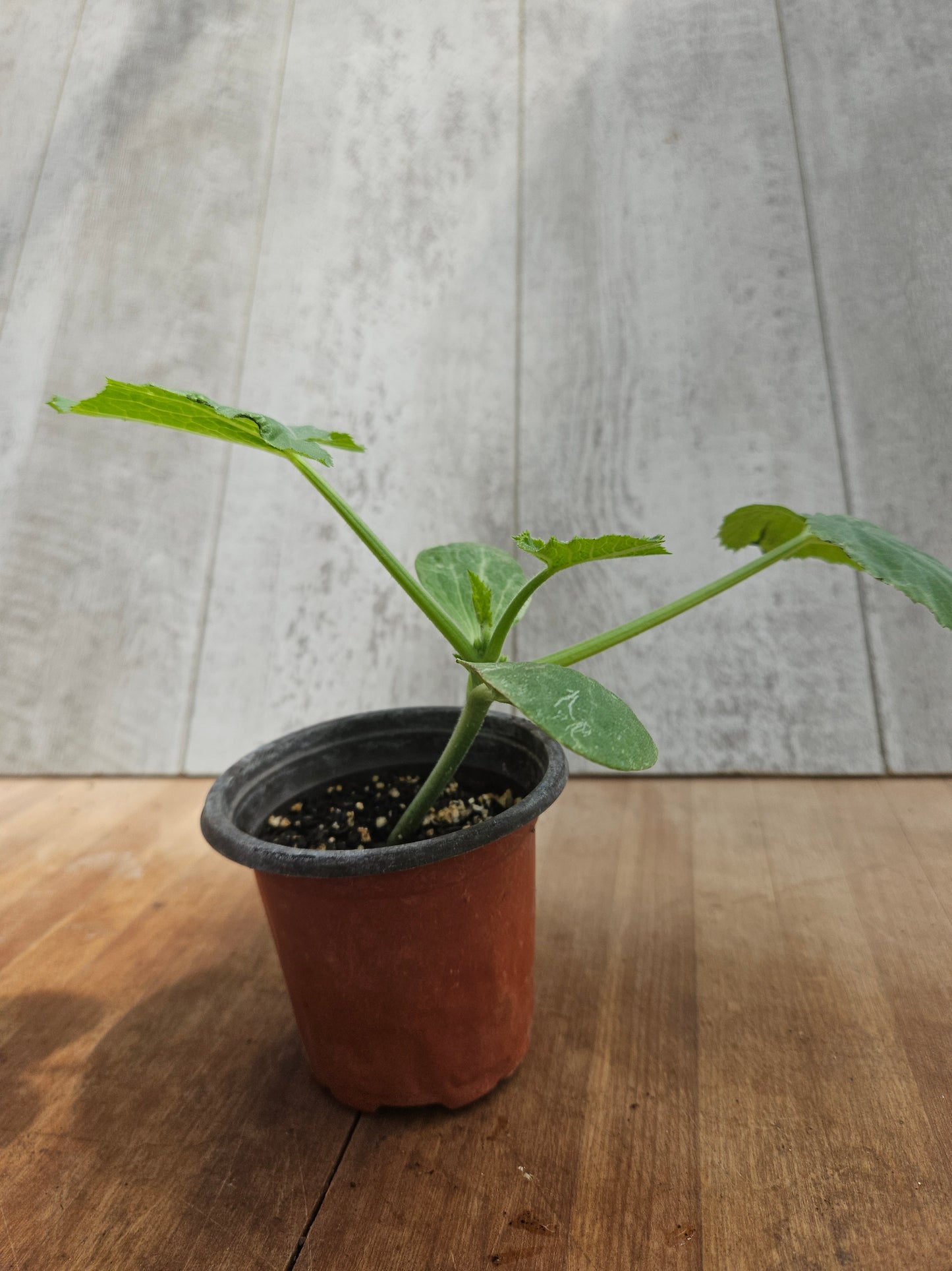 Black Beauty Summer Squash