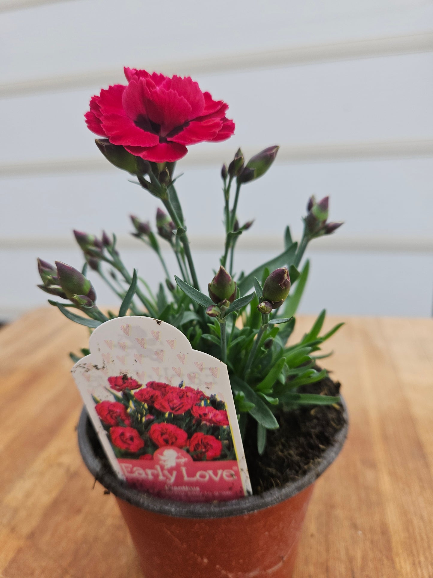Dianthus Early Love Garden Transplant