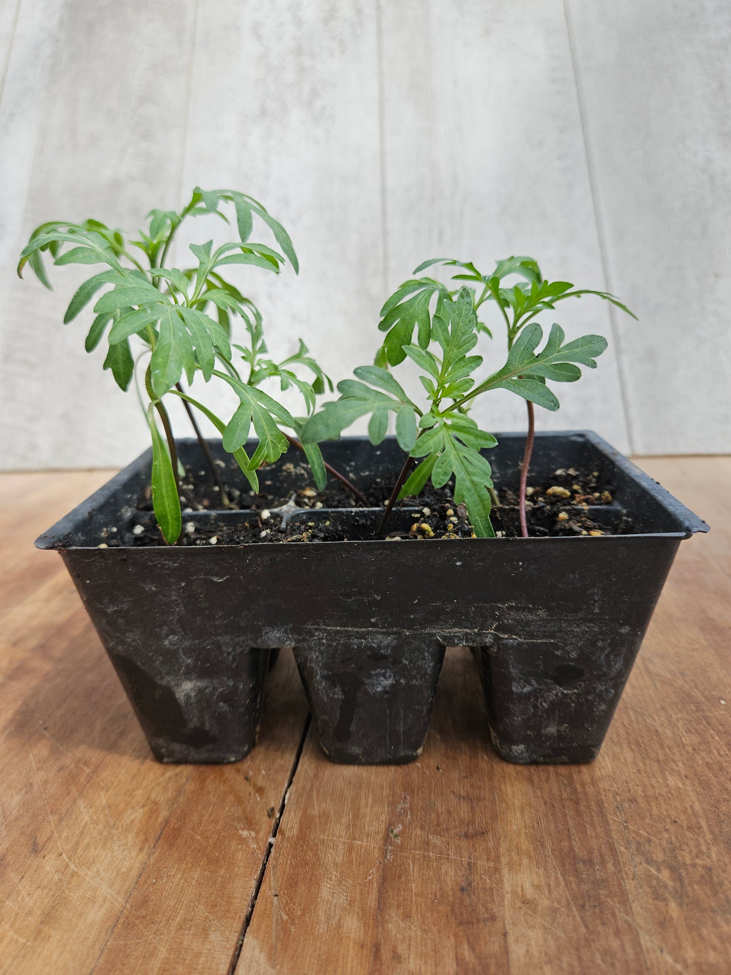 Marigold Alumia Deep Orange Garden Transplant