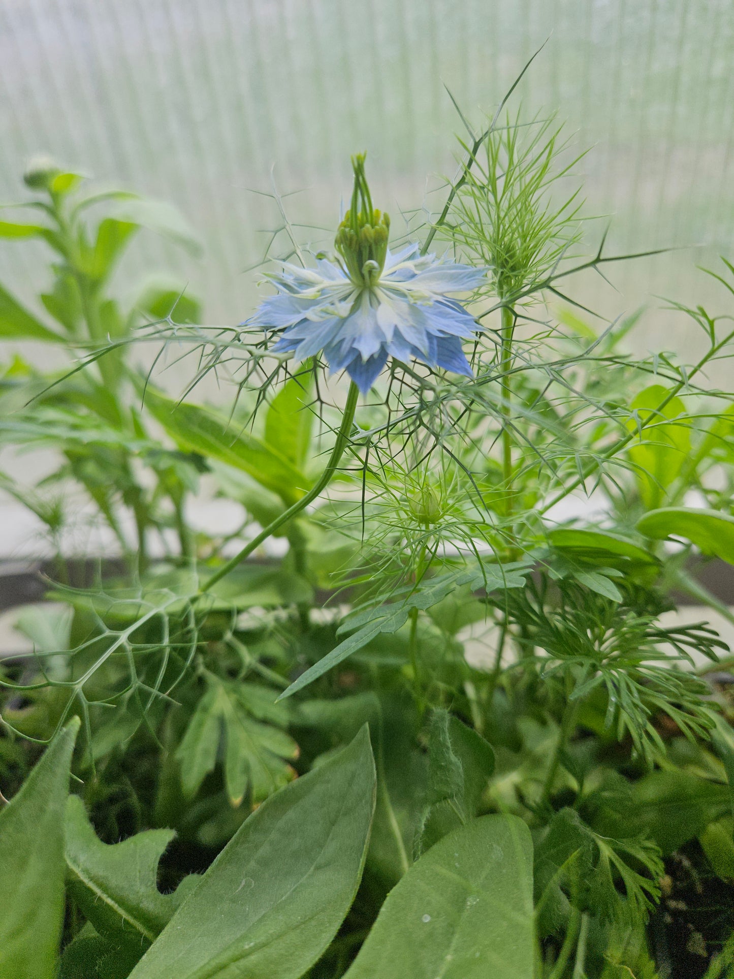 Nigella Miss Jekyll Blue Garden Transplant