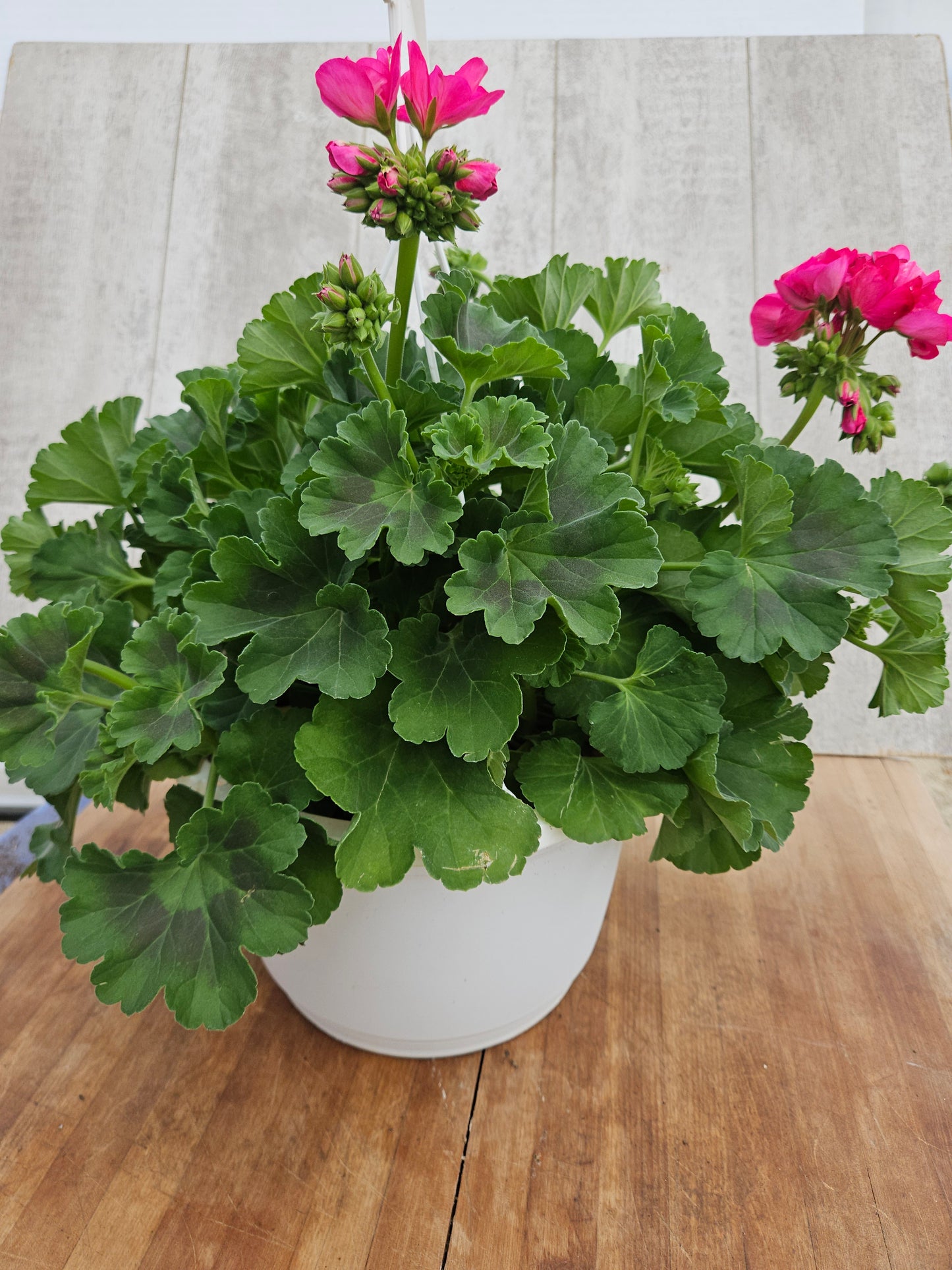 Geranium-Big Eeze Watermelon Basket