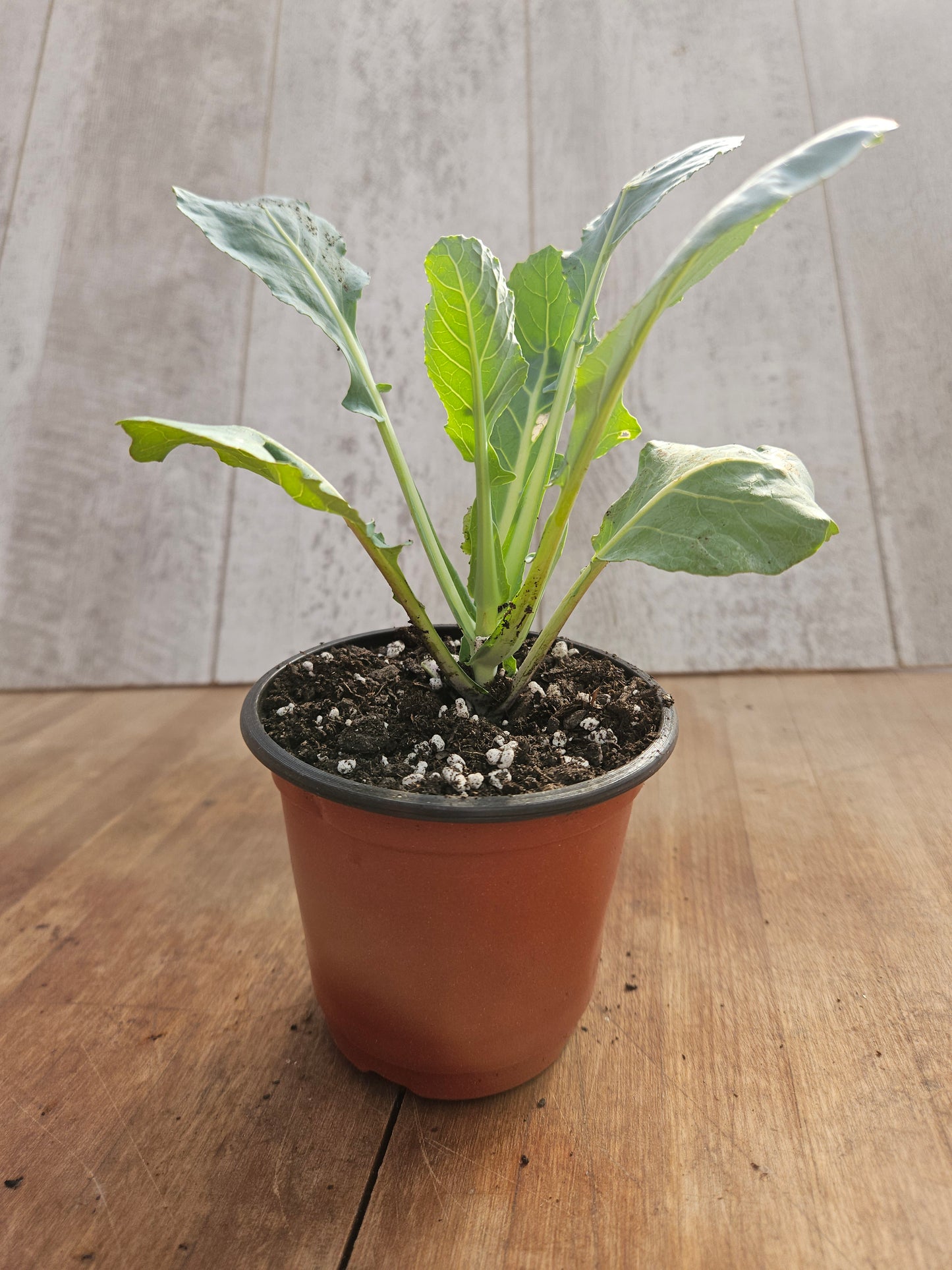 Cauliflower Freedom Garden Transplant