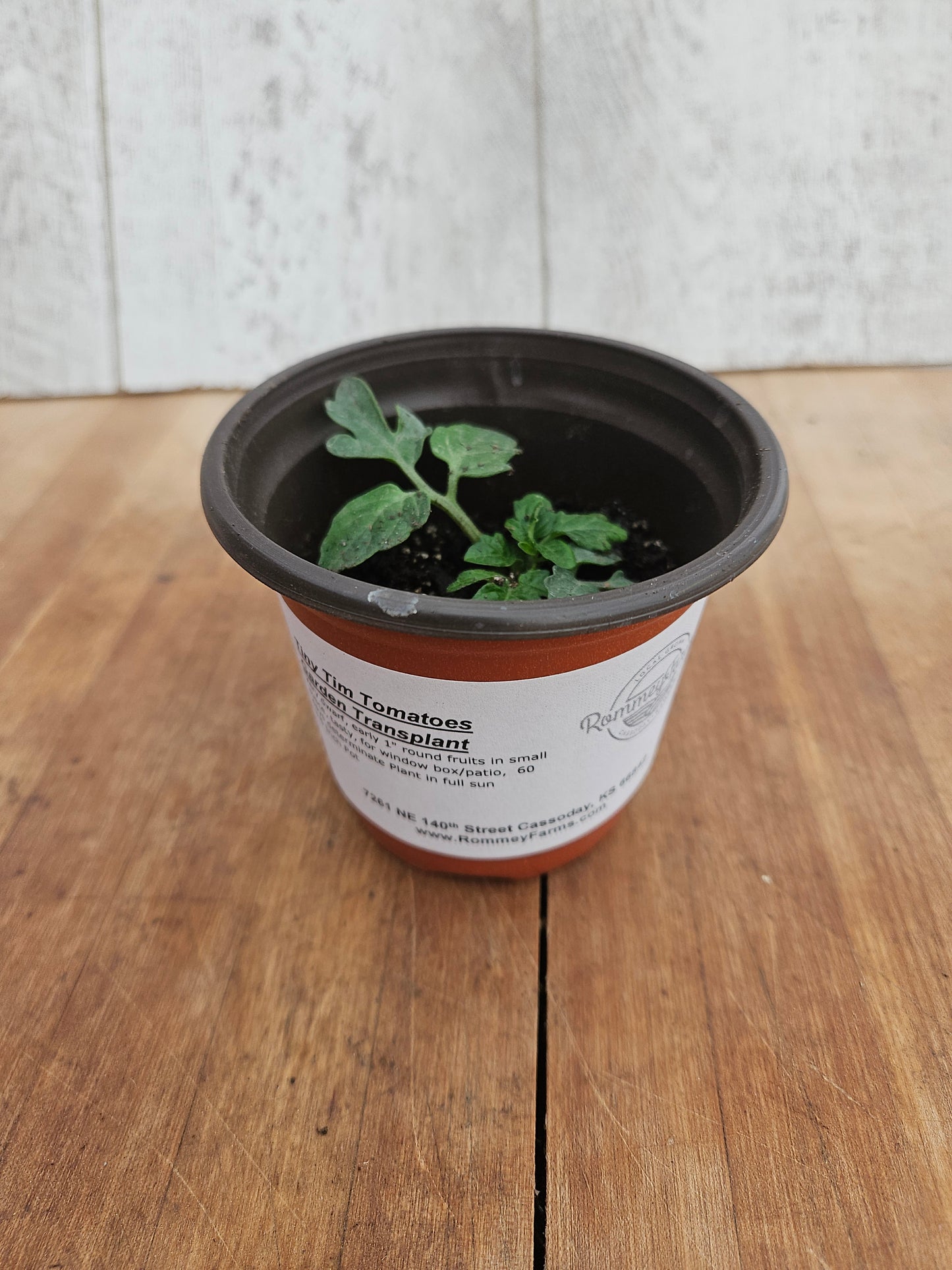 Tiny Tim Tomatoes Garden Transplant