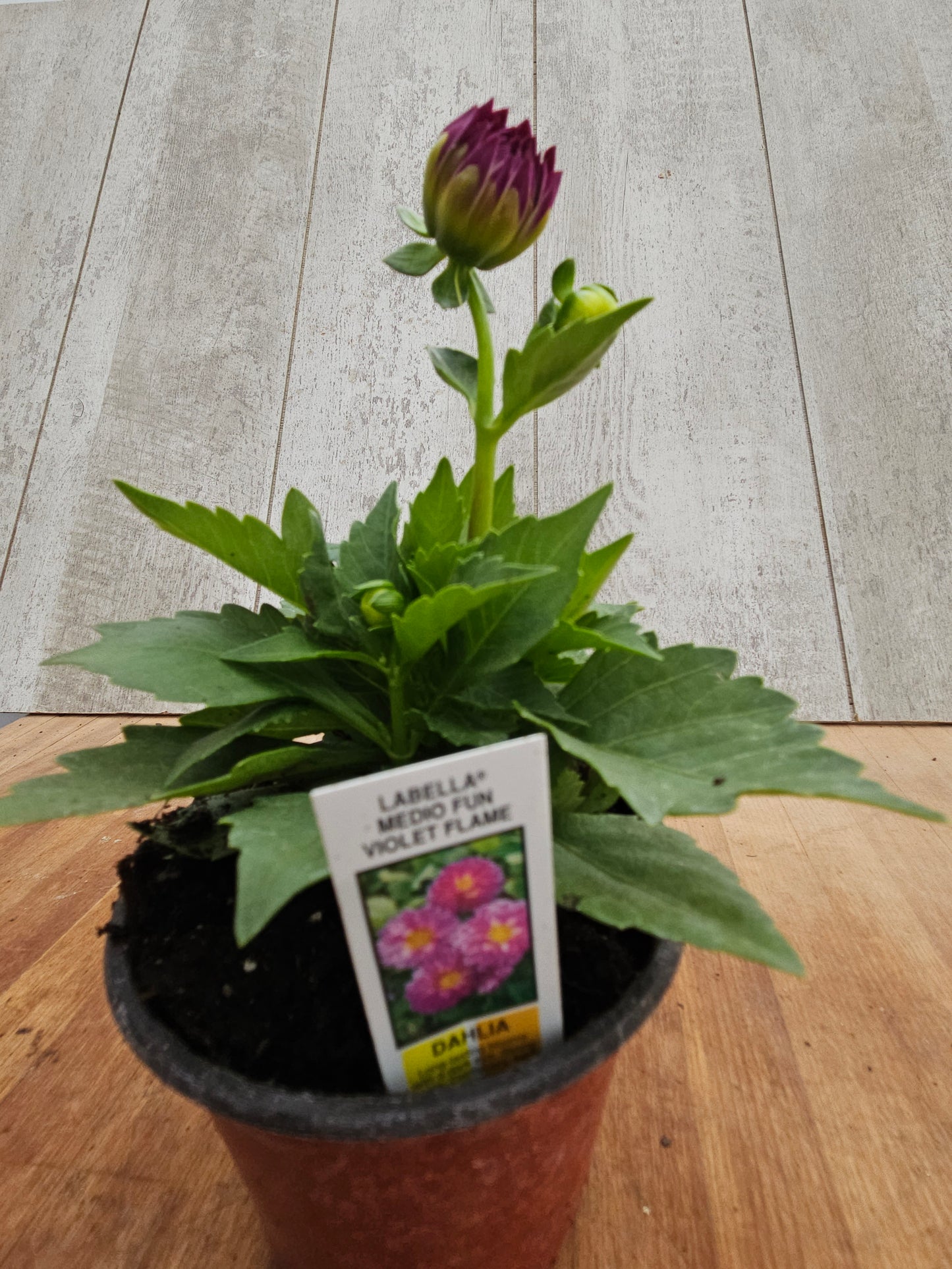 Dahlia Violet Flame Garden Transplant