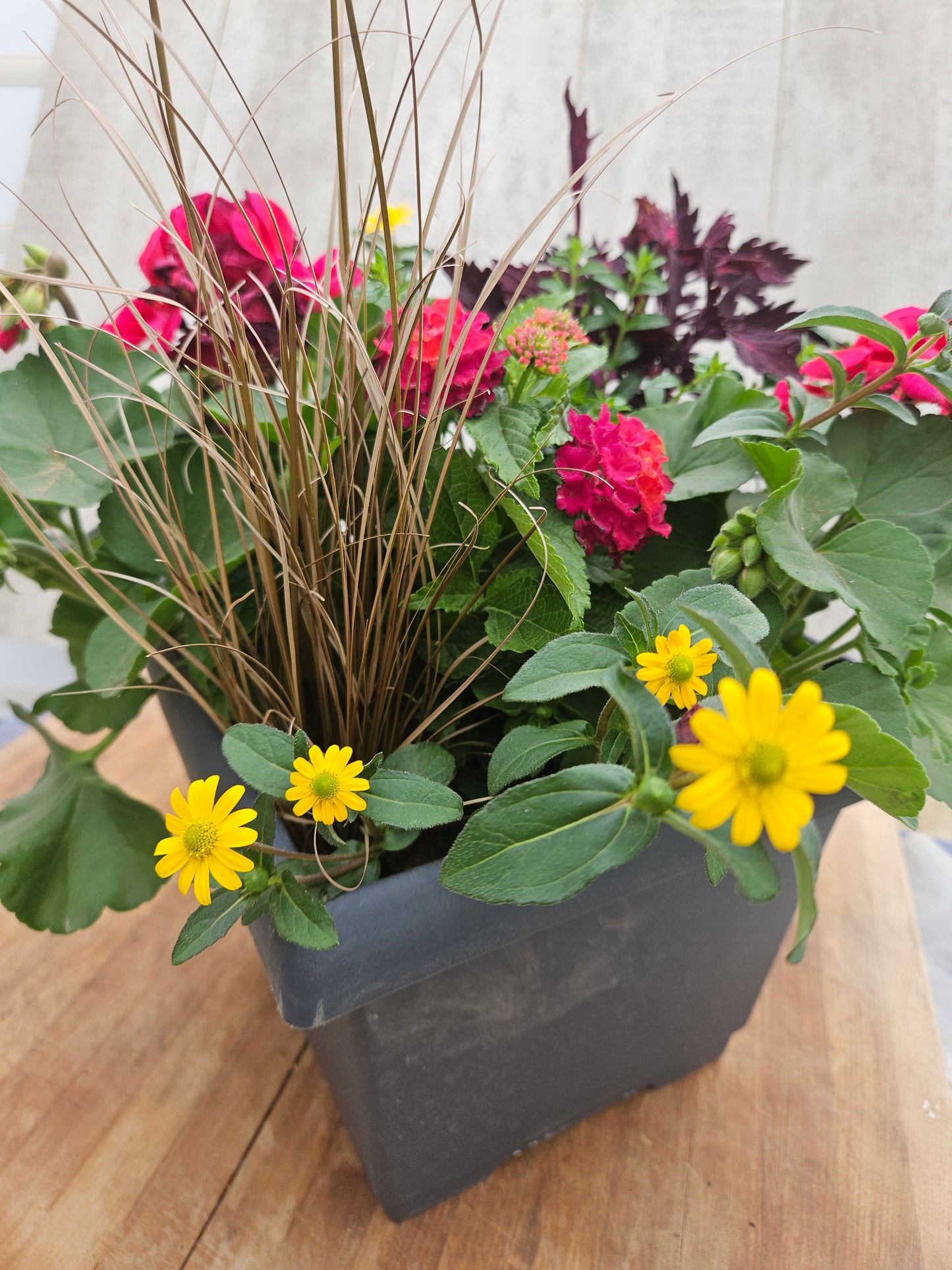Mixed Small Planter