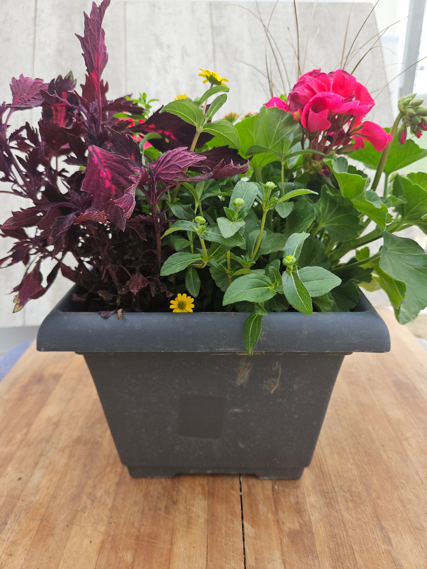 Mixed Small Planter