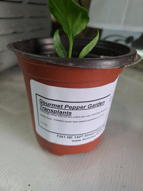 Gourmet Orange Bell Pepper Garden Transplant