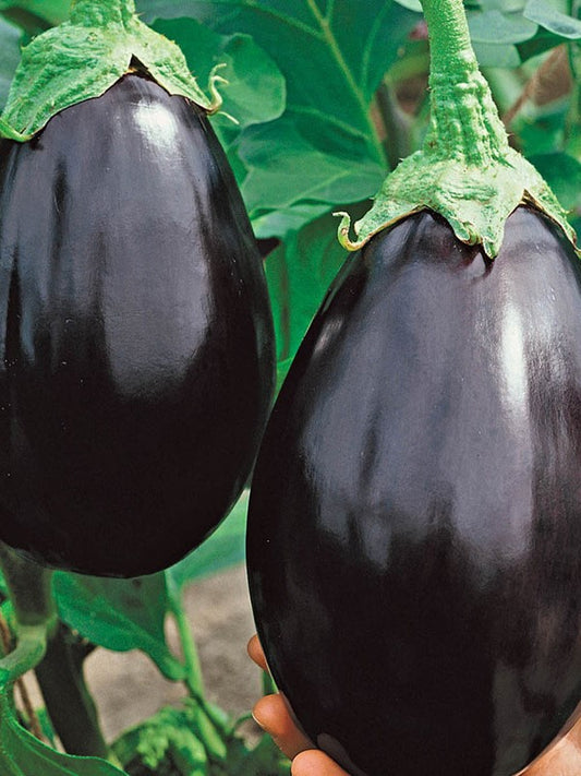 Black Beauty Eggplant