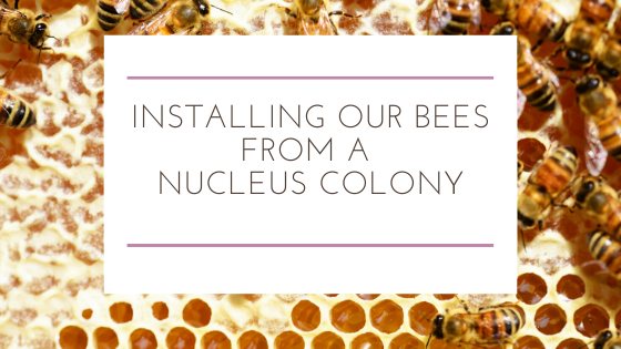 Installing Our Bees from a Nucleus Colony