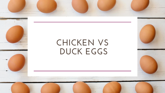 Chicken Eggs vs Duck Eggs : What the Cluck is the Difference?