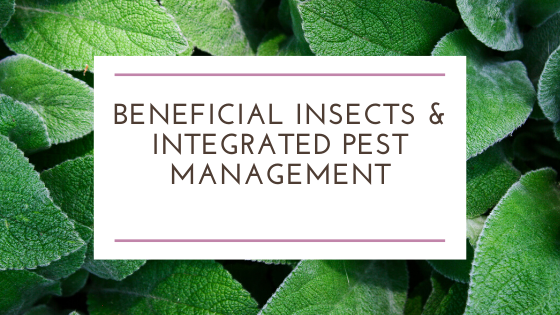 Beneficial Insects and Integrated Pest Management