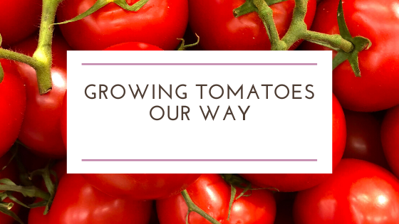 Growing Tomatoes Our Way