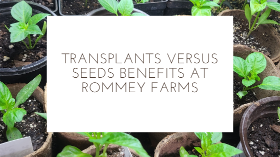 Vegetable Seeds vs Transplants the Benefits of Each
