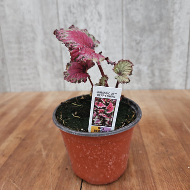 Jurassic Jr. Berry Begonia Garden Transplant