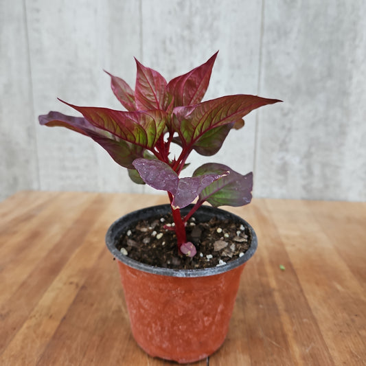 Celosia  Garden Transplant