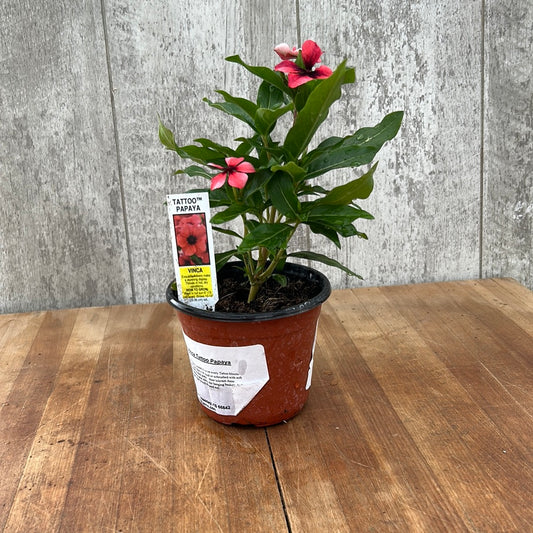 Vinca-Tattoo Papaya Garden Transplant