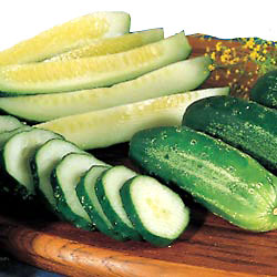 Homemade Pickles Cucumber Garden Transplant
