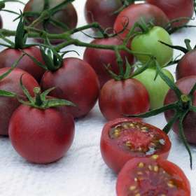 Black Cherry Tomato