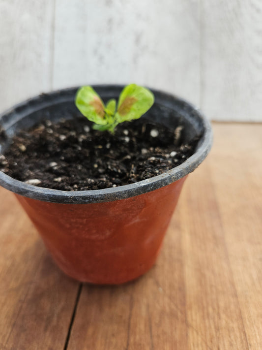 Coleus Kong Salmon Pink  Garden Transplant