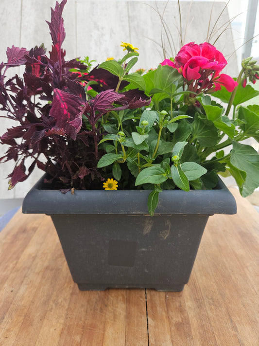 Mixed Small  Planter