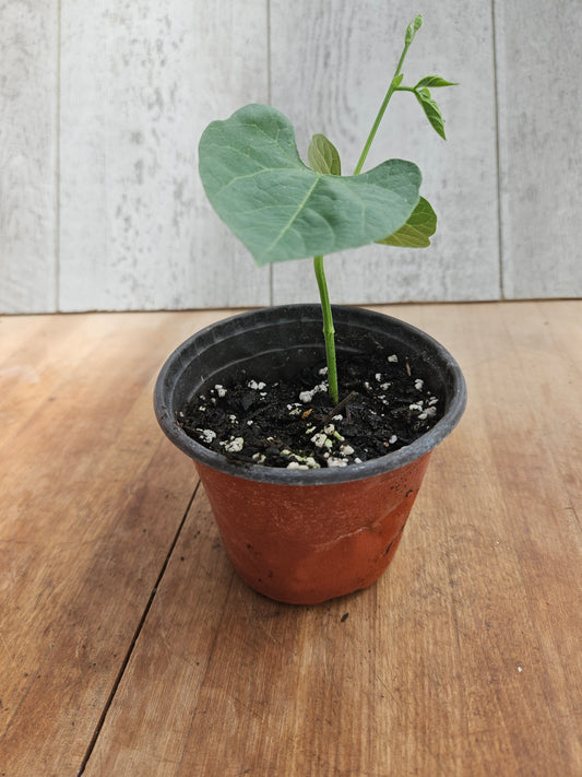 Green Beans Pole Blue Lake Stringless Garden Transplant
