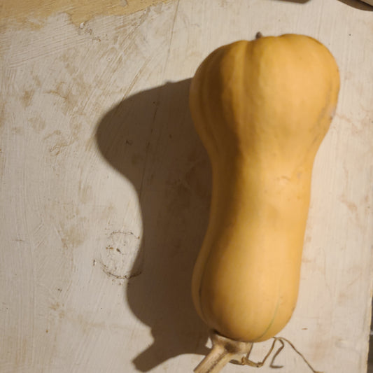 Honey Nut Butternut Squash