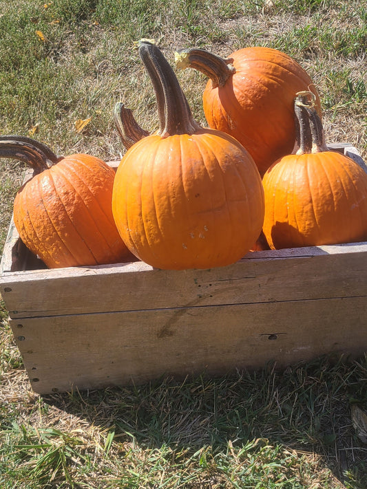Yosemite Pie Pumpkin
