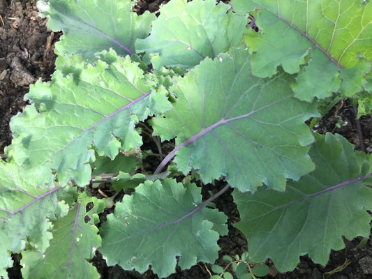Starbor Kale